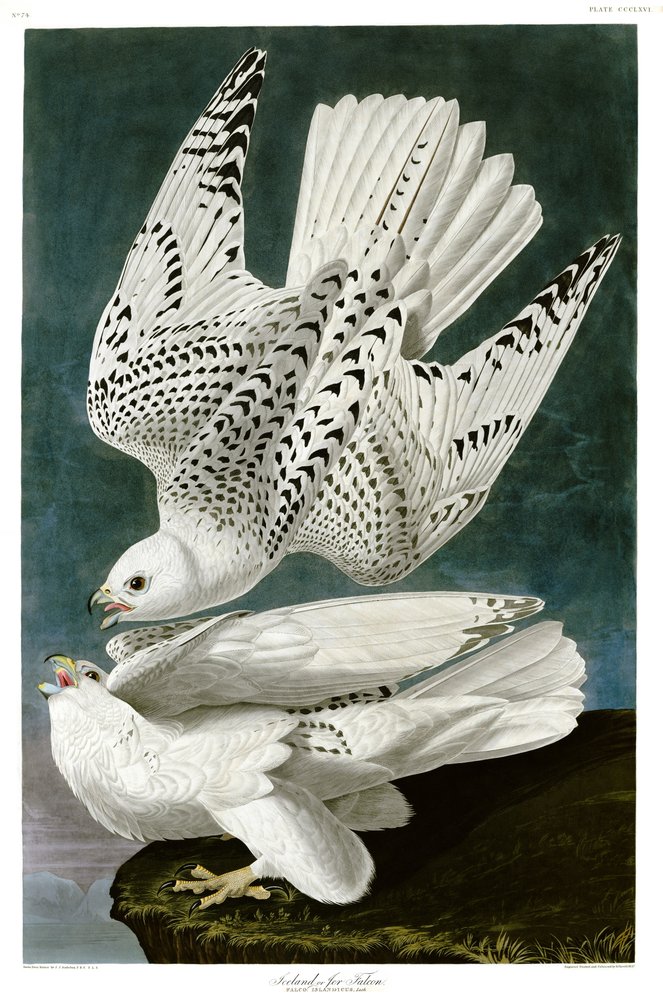 絵画　ハヤブサ　大きな作品 シロハヤブサ、Falcorusticolus、手描きの彫刻