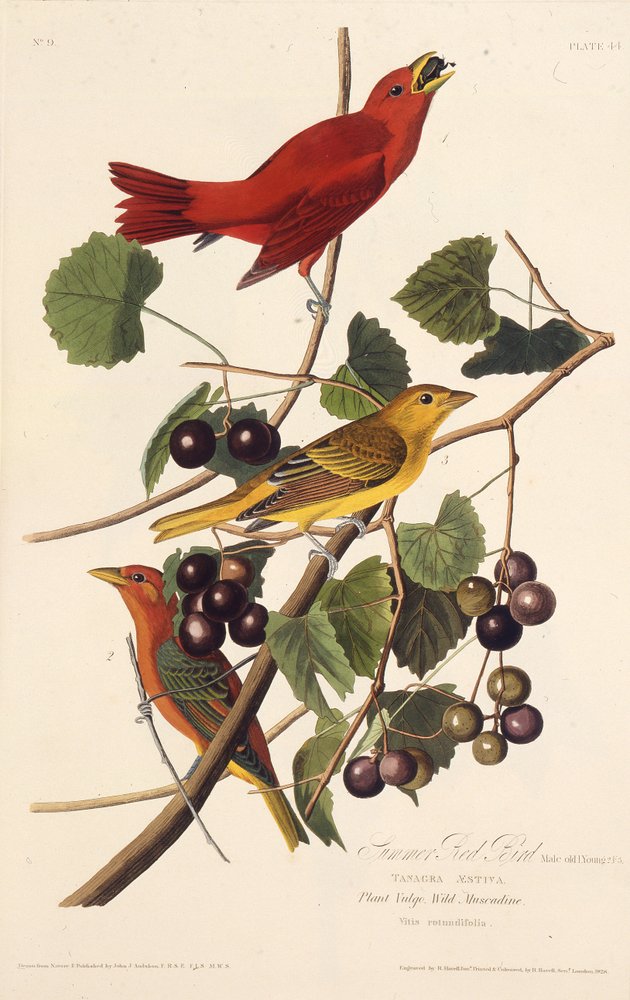 夏の赤い鳥。アメリカの鳥、1827-1838から。
