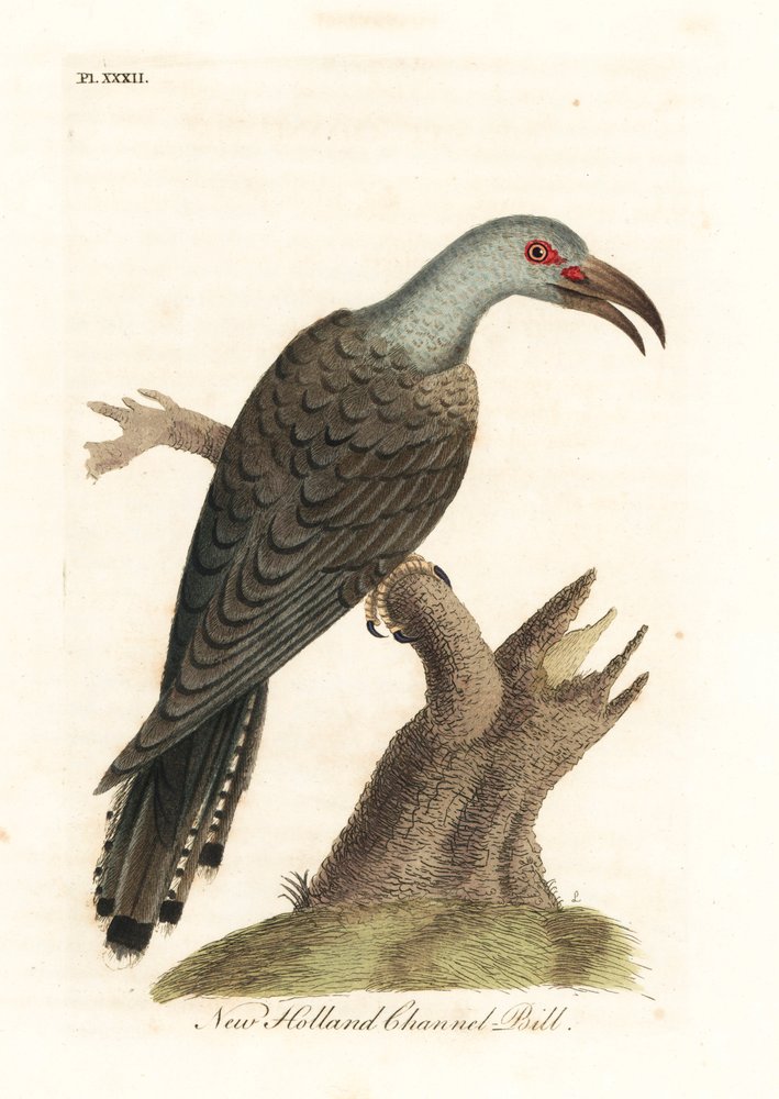 ハシボソカッコウ、Scythrops novaehollandiae (オーストラリアのハチハチドリ、Psittaceous hornbill)。 ジョン・レイサムが自身の鳥類の一般史、ウィンチェスターから描いて彫刻した手彩色の銅版 作： ジョン・レーサム
