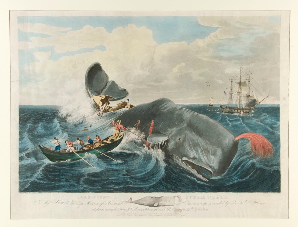 マッコウクジラの捕獲