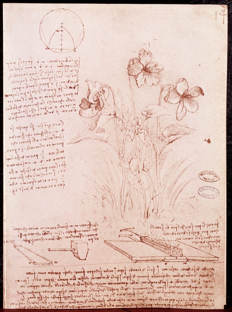 植物学と幾何学のノートとスケッチ：水仙。レオナルド・ダ・ヴィンチ(Leonardo da Vinci) (1452-1519)の手稿の2ページに描かれた 絵