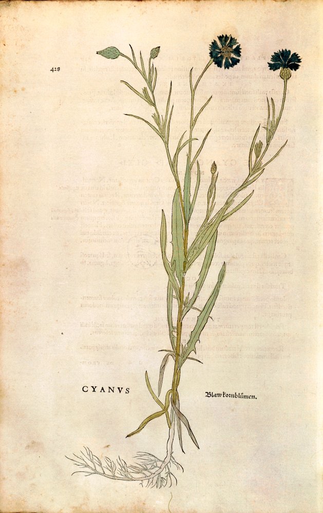 ヤグルマギク（Centaurea cyanus）：Leonhart Fuchs著「De historia stirpium commentarii insignes（植物の歴史についての注目すべき解説）」より、カラーのエングレーヴィング。 作： レオンハルト・フックス