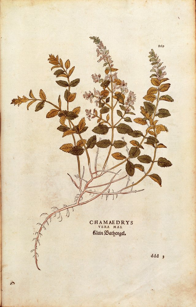 Wall Germander - Teucrium chamaedrys (Chamaedrys vera mas) by Leonhart Fuchs from De historia stirpium commentarii insignes (Notable Commentaries on the History of Plants) colored engraving 作： レオンハルト・フックス
