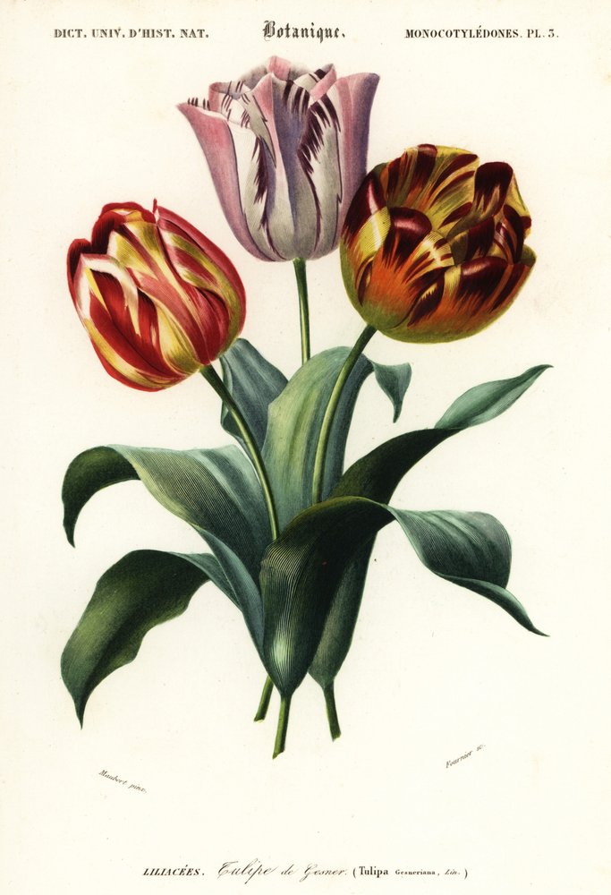 ガーデン チューリップ、Tulipa gesneriana、1849 年 (彫刻) 作： ルイ・ジョゼフ・エドゥアール・モベール