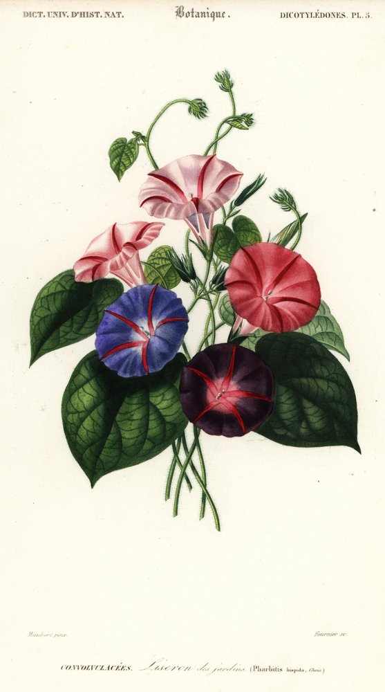 あさがおページ 朝顔の品種、アサガオ、1849 年 (彫刻)