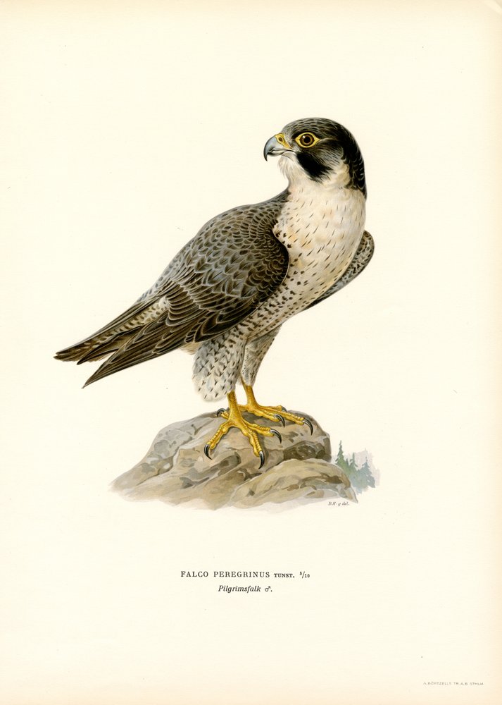 Anton Znaniecki ハヤブサ Falcon 絵画 Anton Znaniecki ハヤブサ