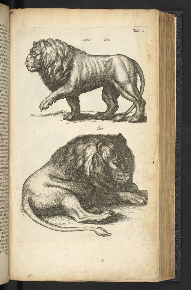 Mattaus_the_Younger_Merian_-