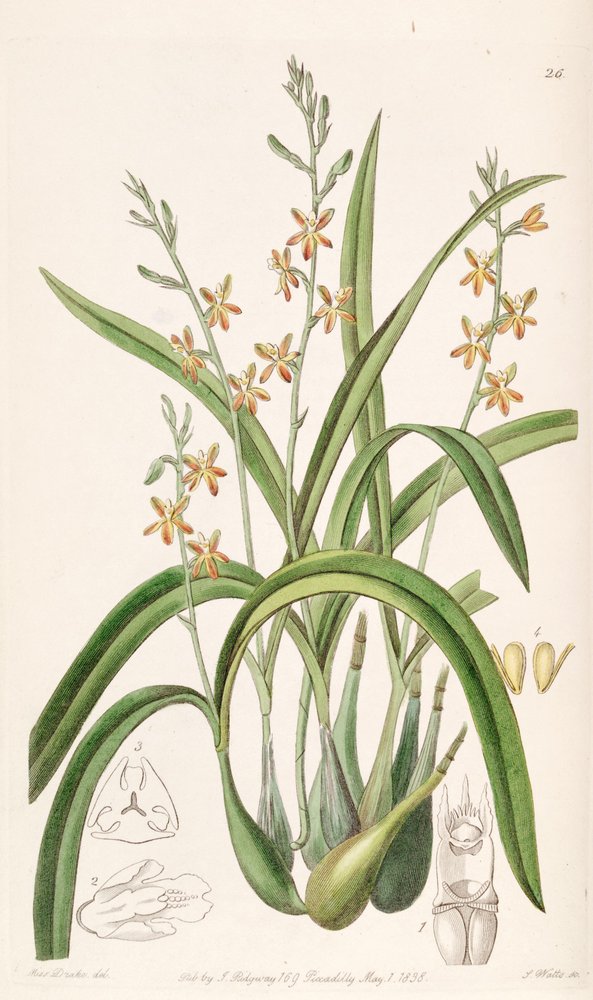 Prosthechea ochracea（syn。Epidendrum ochraceumとして） 作： ミス・ドレイク