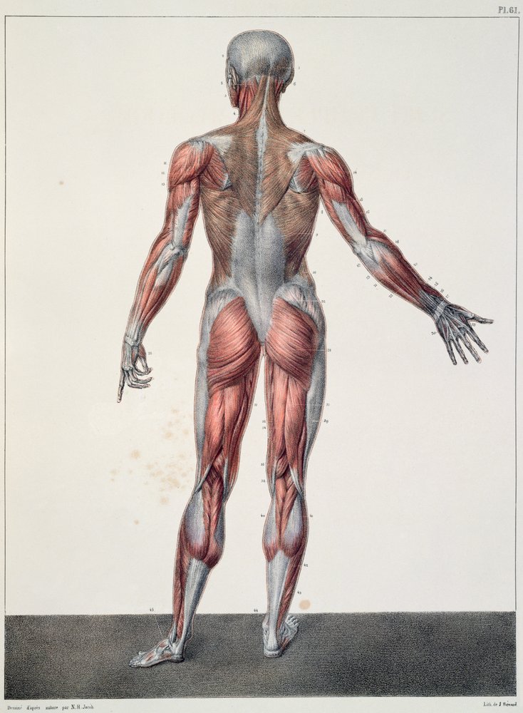 人体解剖学、ジャン＝バティスト・マルク・ブルジェリー（1797-1849