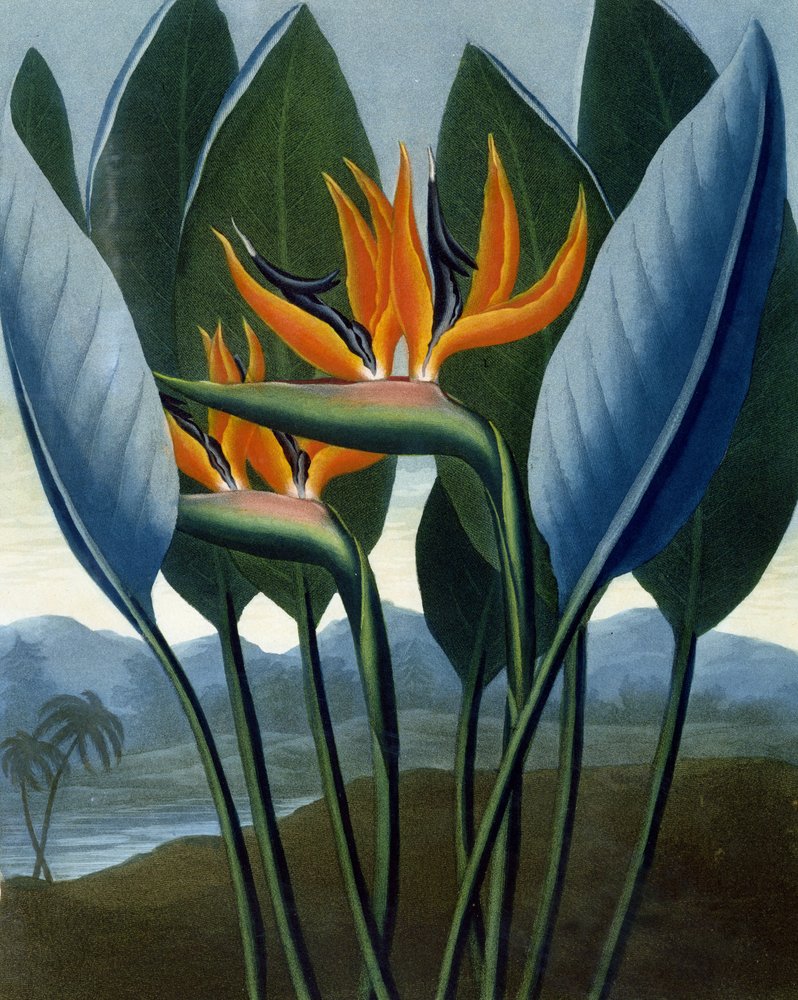 Peter_Charles_Henderson_-