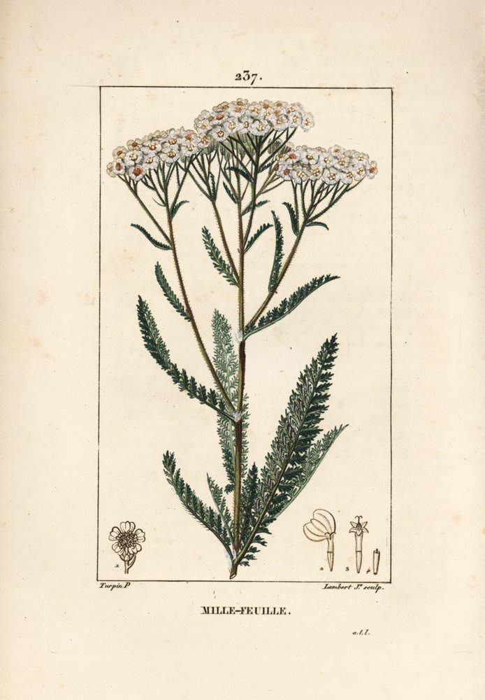 Achillee yarrow - セイヨウノコギリソウ、Achillea millefolium。Chaumeton, Poiret and Chamberetの "La Flore Medicale", Paris, Panckouckeに掲載されたPierre Jean-Francois Turpinの図からLambert Juniorが描いた手彩色のスティップル銅版画。 作： ピエールジャンフランソワターピン