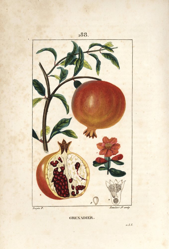 Grenadier - ザクロの木（Punica granatum）、葉、花、果実、種子を