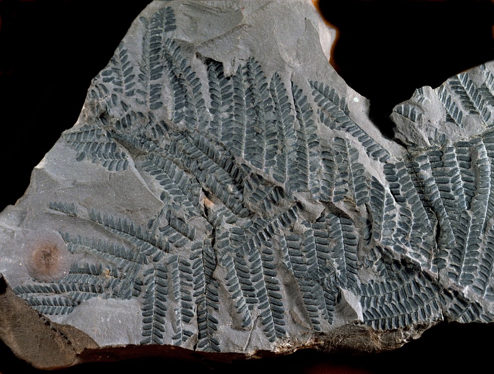 先史時代：高次炭素紀の期間。シダ植物科のアシテカ・ポイモルフェの