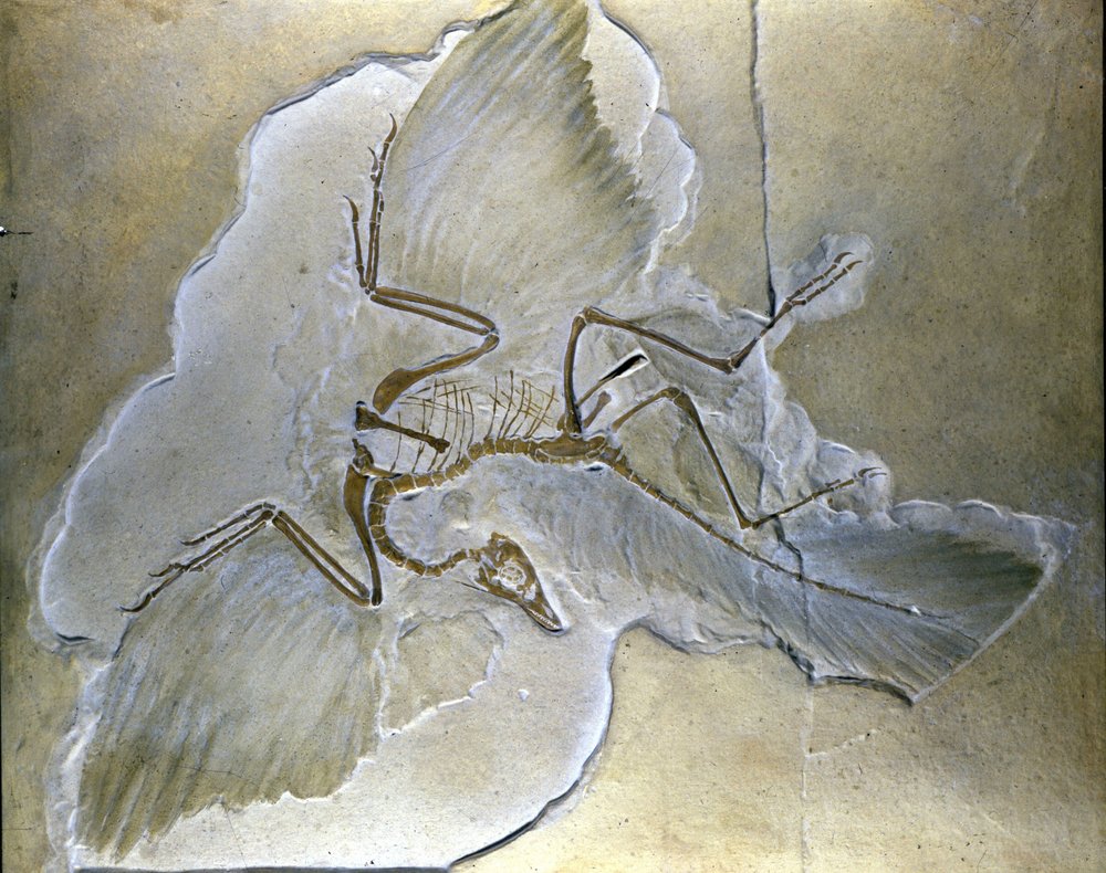 商品画像：エイビアン.メディスン 鳥類臨床のすべて 3