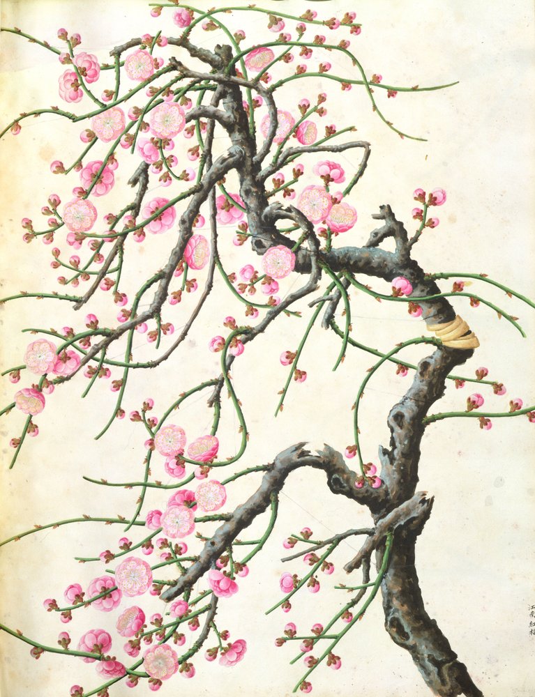 桃の花（紙の色） | アートプリント