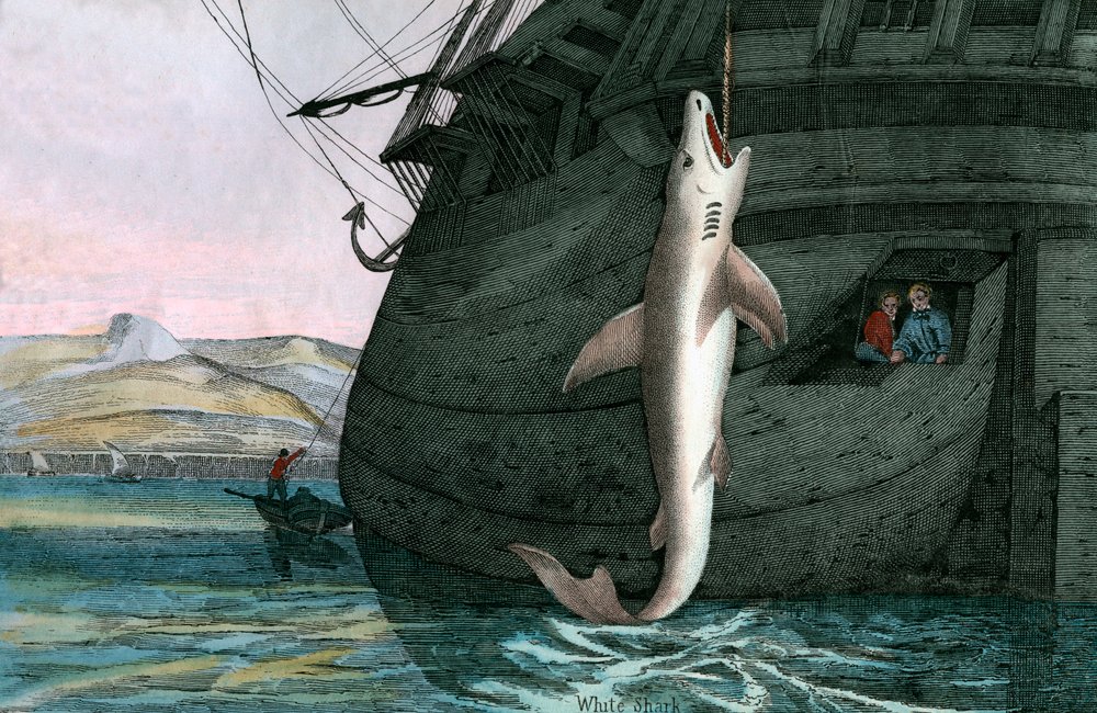 海で捕獲されたホホジロザメ