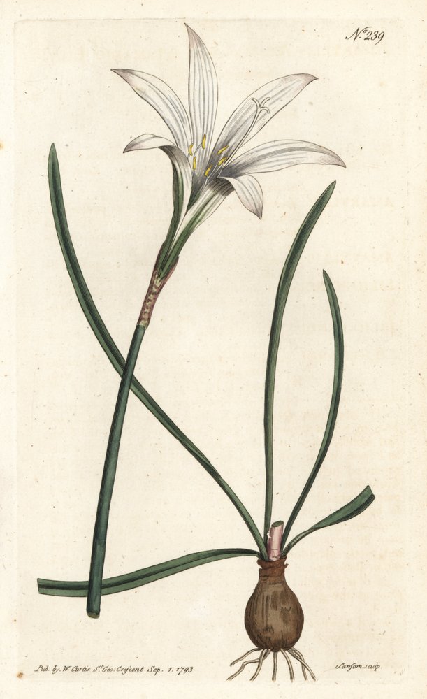 Virginia Amaryllis - Atamasco lily, Zephyranthes atamasco (Amaryllis atamasco) - Sydenham Edwards rom William Curtis