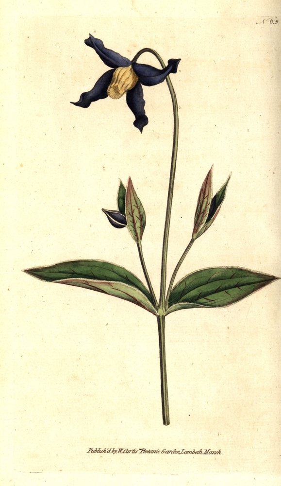 ホールリーフ・クレマタイト - ホールリーフ・クレマチスまたはバージン・バウアー、クレマチス・インテグリフォリア（Clematis integrifolia）。William Curtis