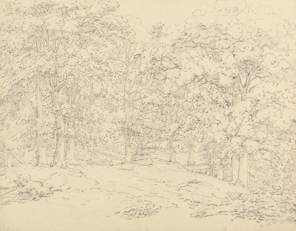Árvores em Ashtead Park, Surrey 作： トーマス・ハーン