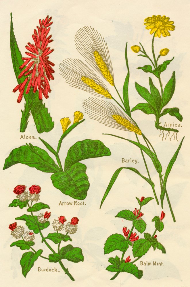 花：アロエ、アルニカ、アロールート、大麦、バームミント、ゴボウ、c1940。 作： 不明