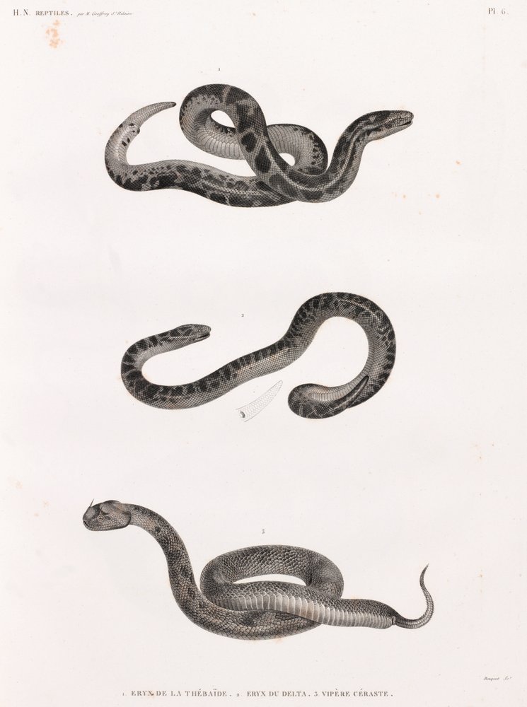 Unbekannt_-_Reptiles_snakes_-_