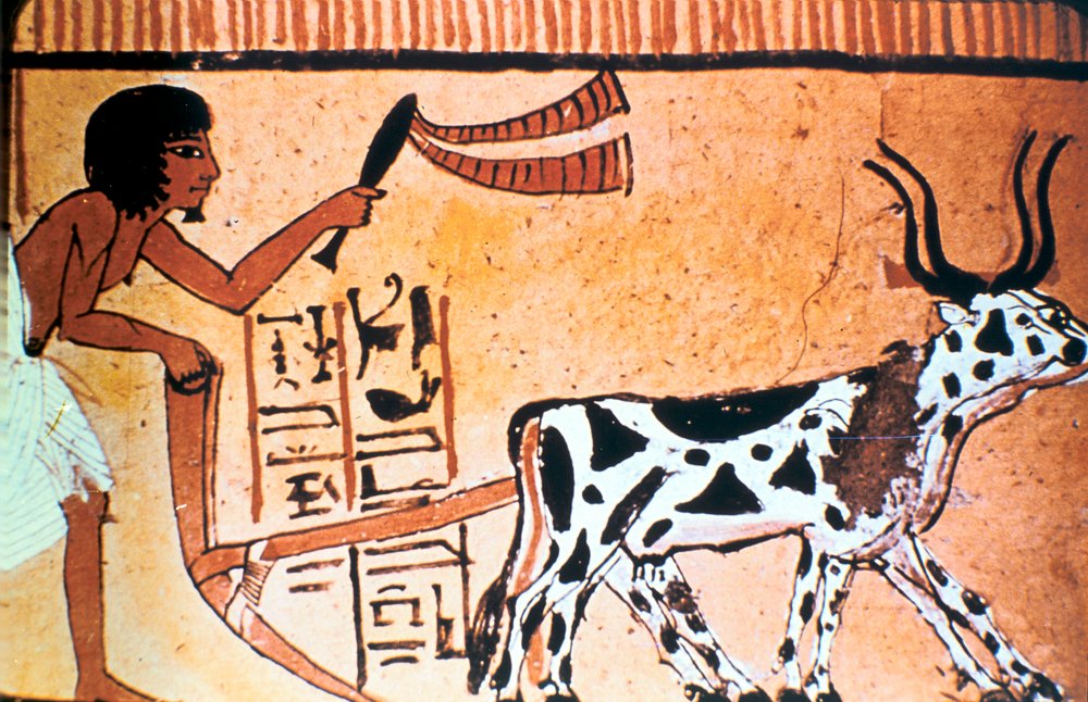牛が耕すセンヌテム、古代エジプトの墓の絵、新王国時代1550-1069 BC