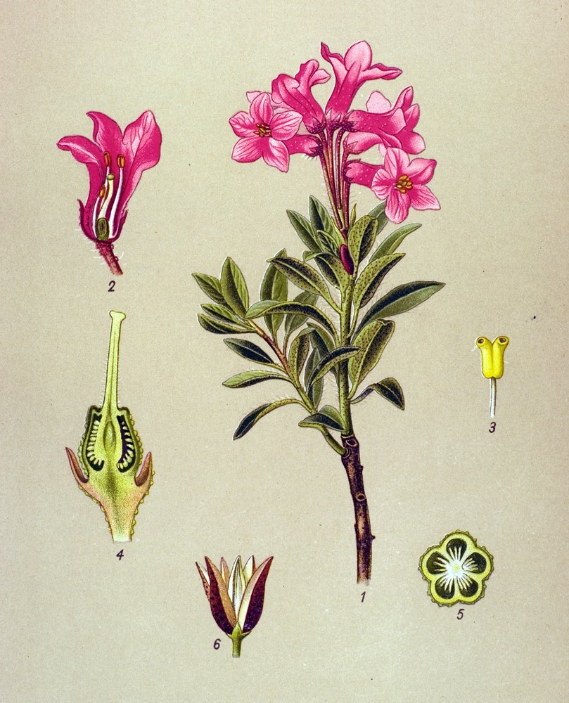 植物ボード、静脈草（有毒）：Rhododendron cilie（Rhododendron hirsutum） 作： 無名の画家