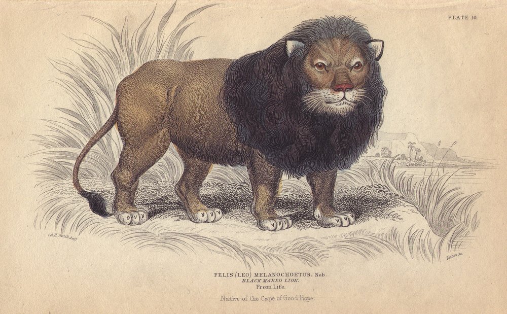 ケープ・ライオン。ウィリアム・ジャーディン卿が1834年にエディンバラ