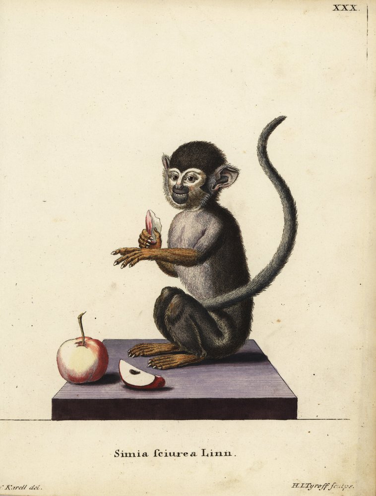 コモンリスザル、Saimiri sciureus。Simia sciurea Linn.Johann Christian Daniel Schreber