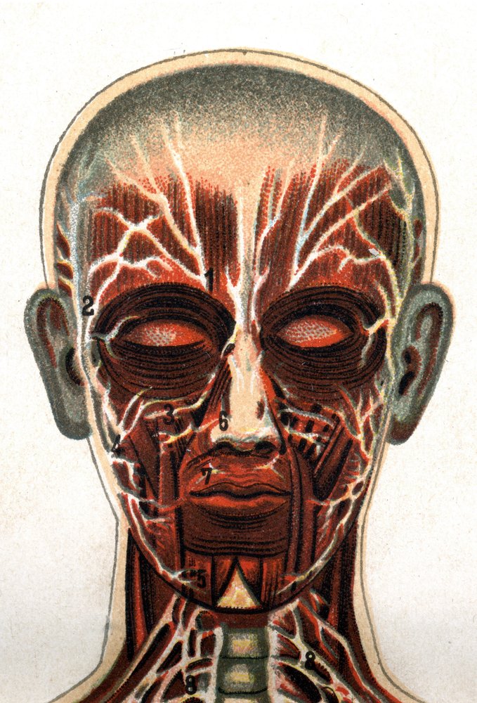 Amazon.com: Art Anatomy Taught Through Sketches / スケッチで