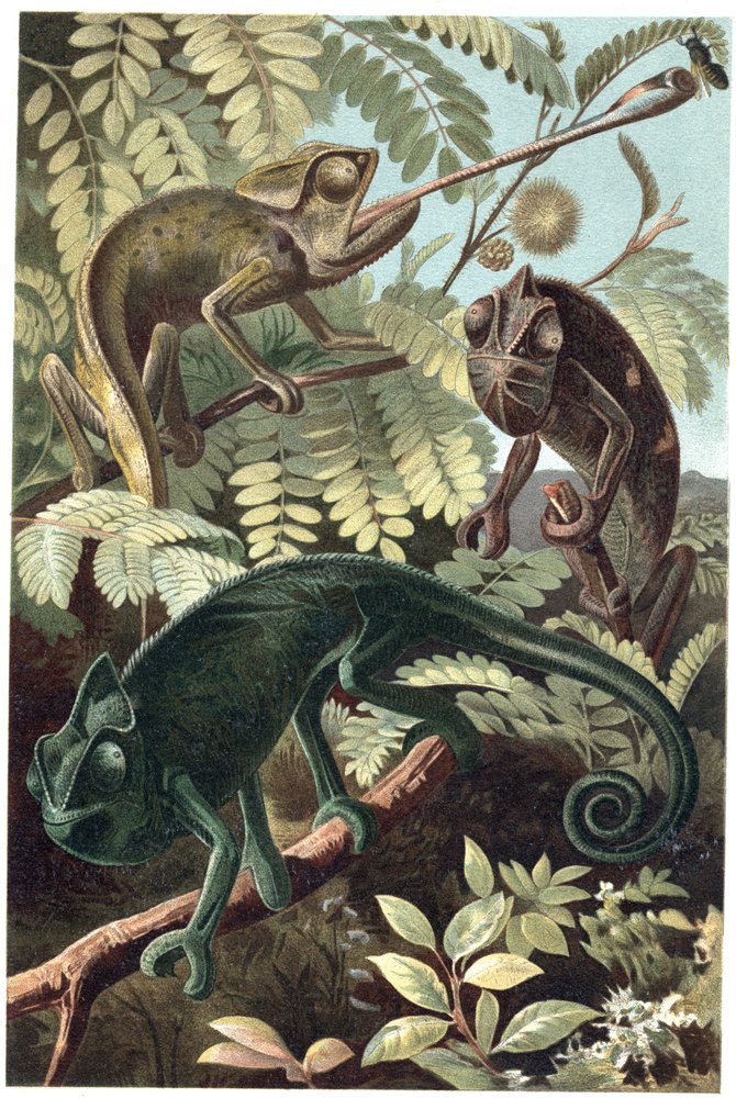 Unknown_Artist_-_Cameleon_-