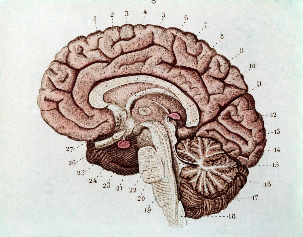 大脳半球と小脳を持つ人間の脳の断面図（エングレービング