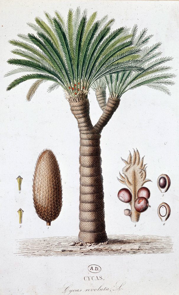 Palm Cycas Revoluta - ボタニカルボード 作： 無名の画家