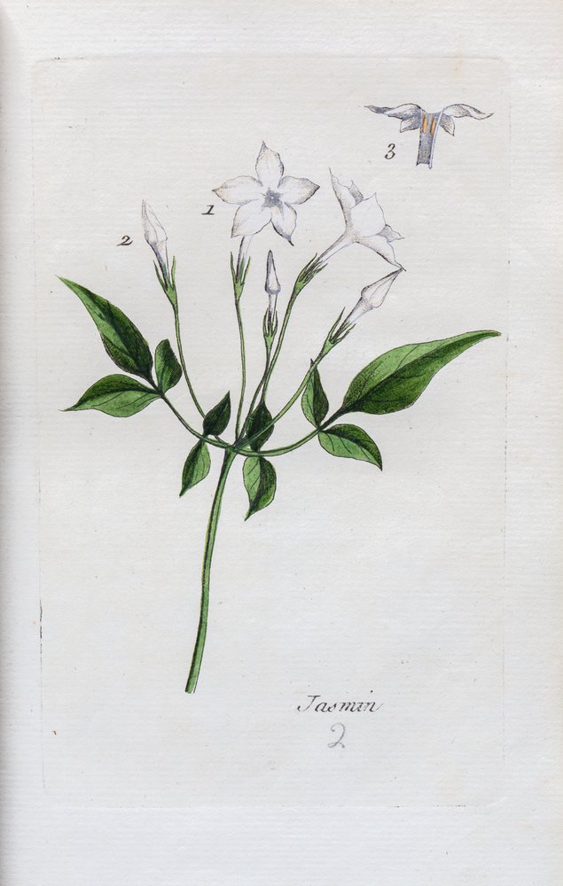 Unknown_artist_-_Jasmine_-_(