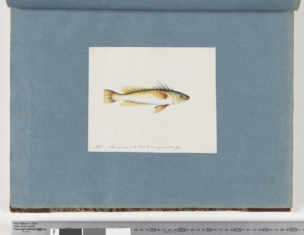 絵画　魚と何か　作者不明 30ページ。正体不明の魚 | 無名の画家
