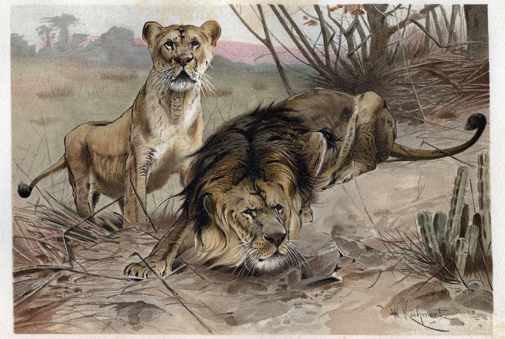 ライオン（Panthera leo） - アルフレッド・エドムンド・ブレム（1829