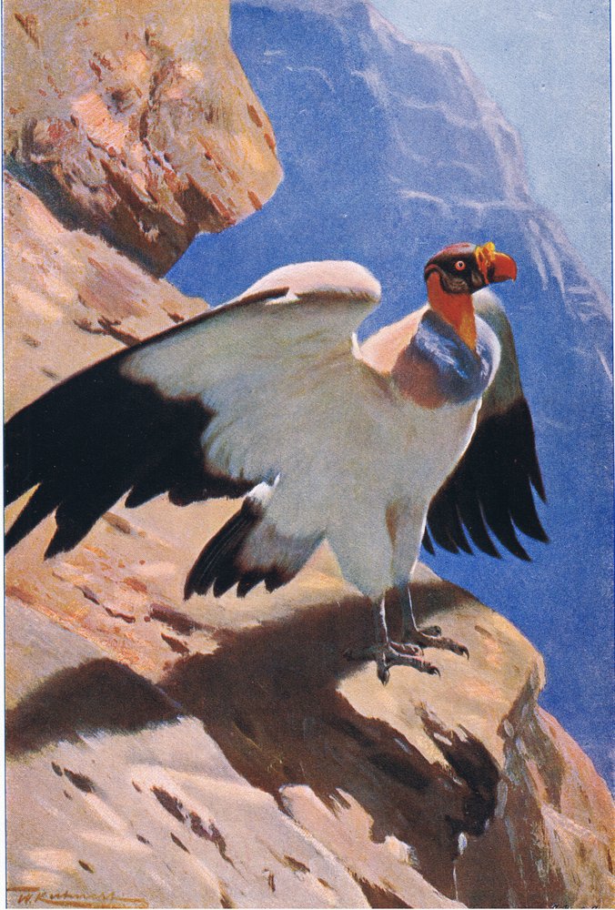 キング・ハゲワシ、ワイルドライフ・オブ・ザ・ワールドのフレデリック