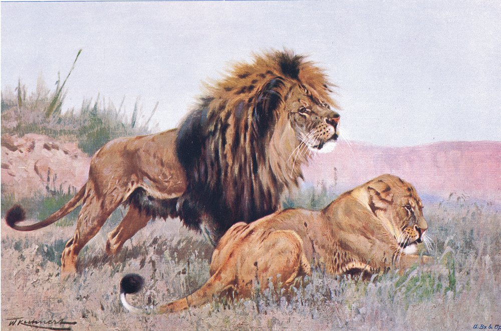 ライオンとライオネス、世界の野生生物、1910年頃のイラスト