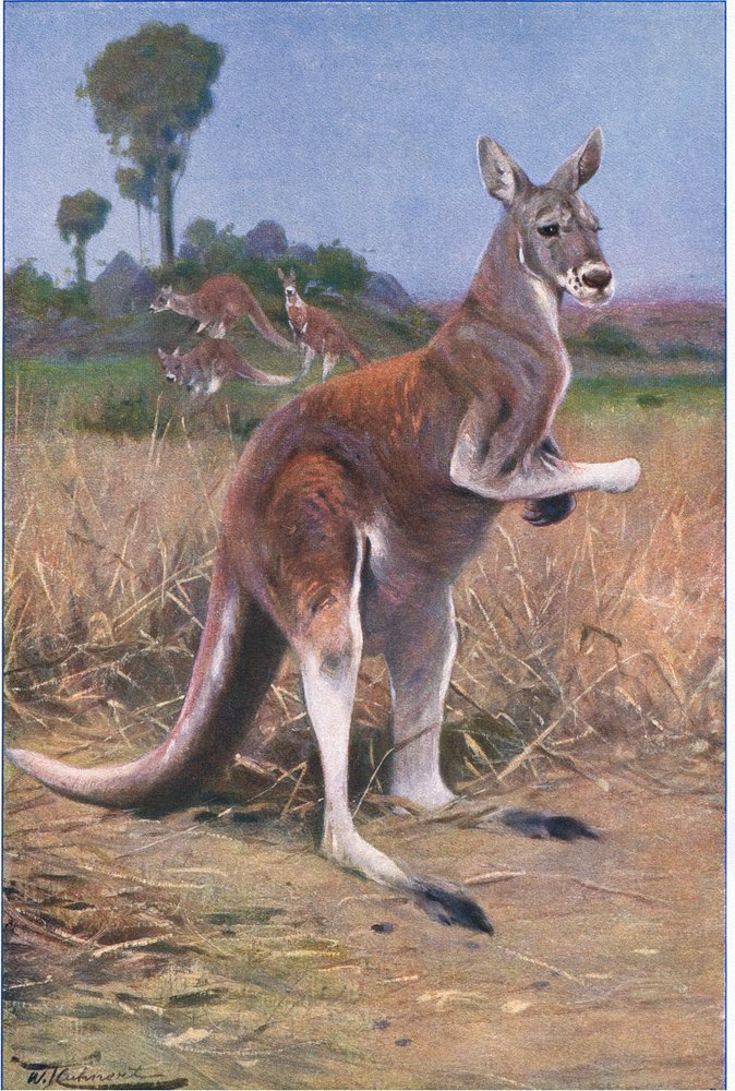 1975年製　Kangaroo®️ カンガルー　未使用 レッドカンガルー、ワイルドライフオブザワールド、1910年頃のイラスト