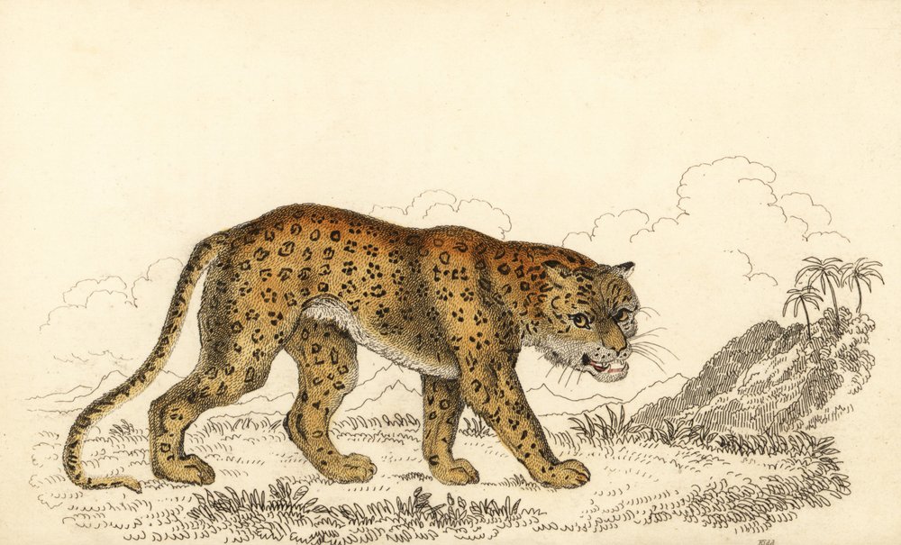 ヒョウのアンティーク絵 ヒョウ、ヒョウ、傷つきやすい、1834 年 (彫刻)