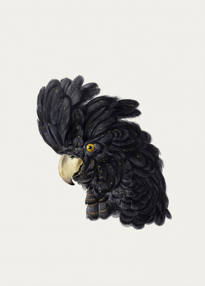 オウムの頭 作： アールト・シューマン