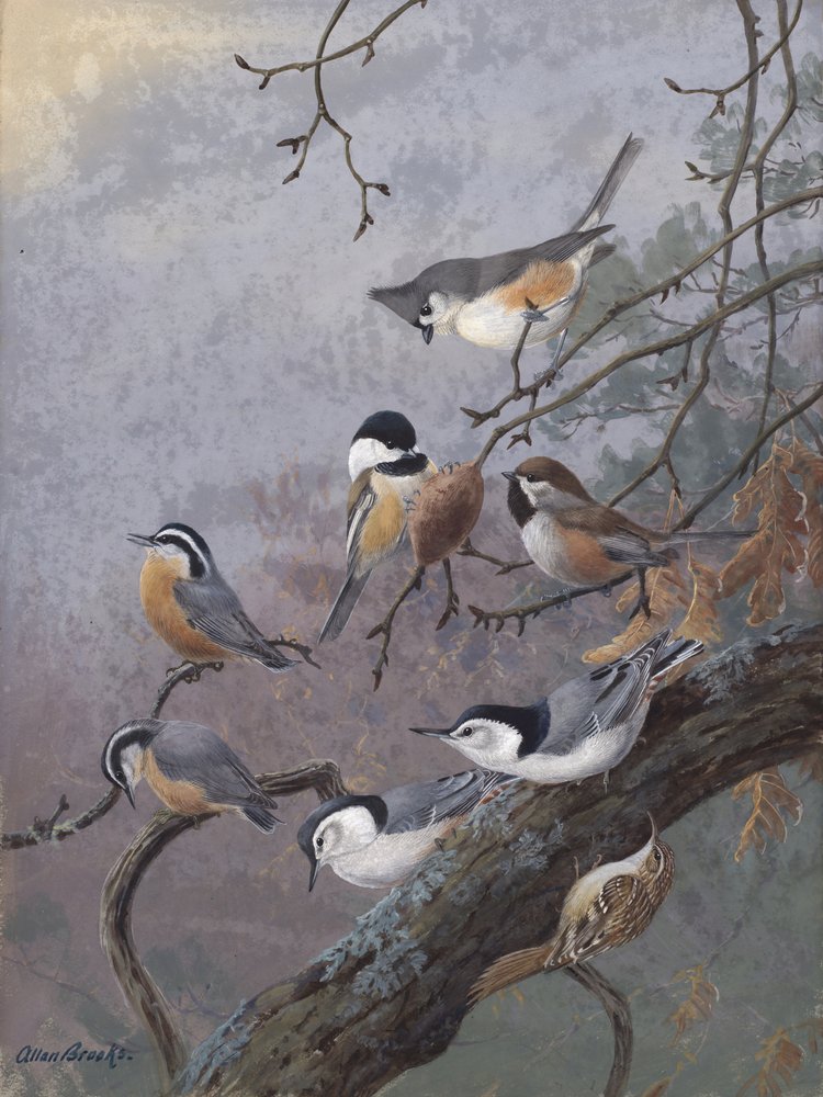 アラン・ブルックス作「バード・ミックス」 作： 