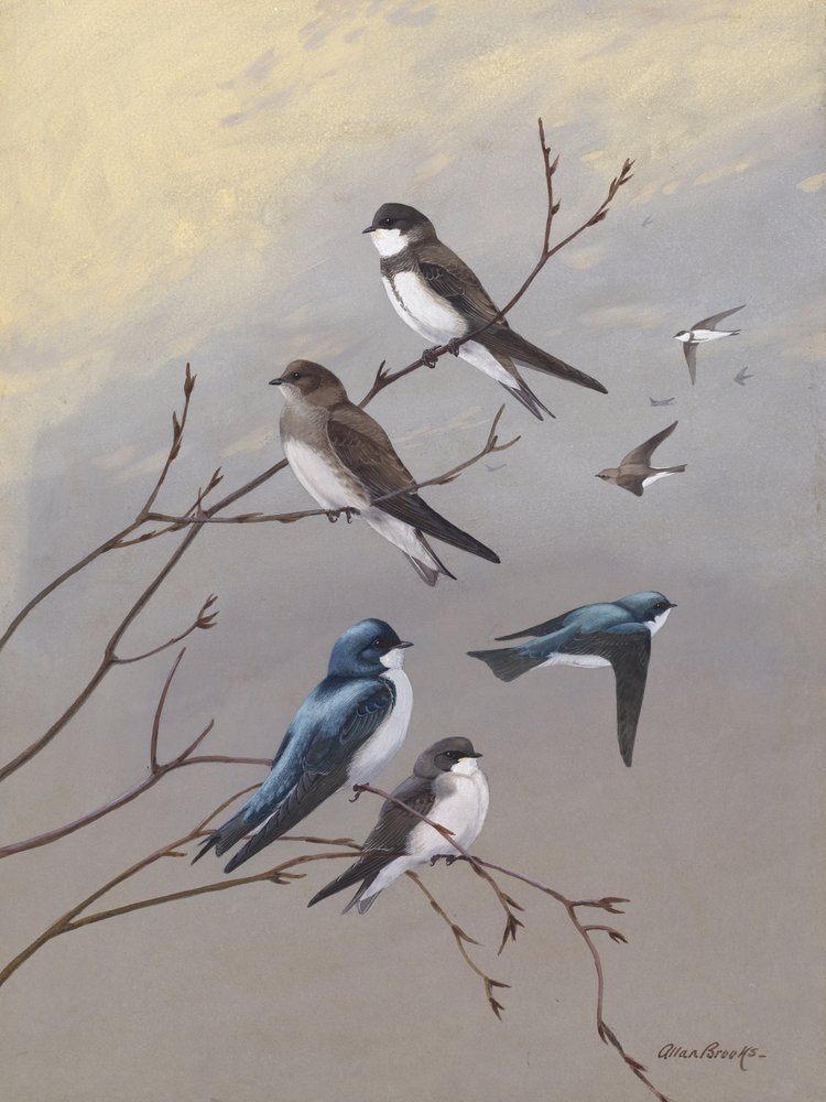 『ツバメ』 アラン・ブルックス著 作： 