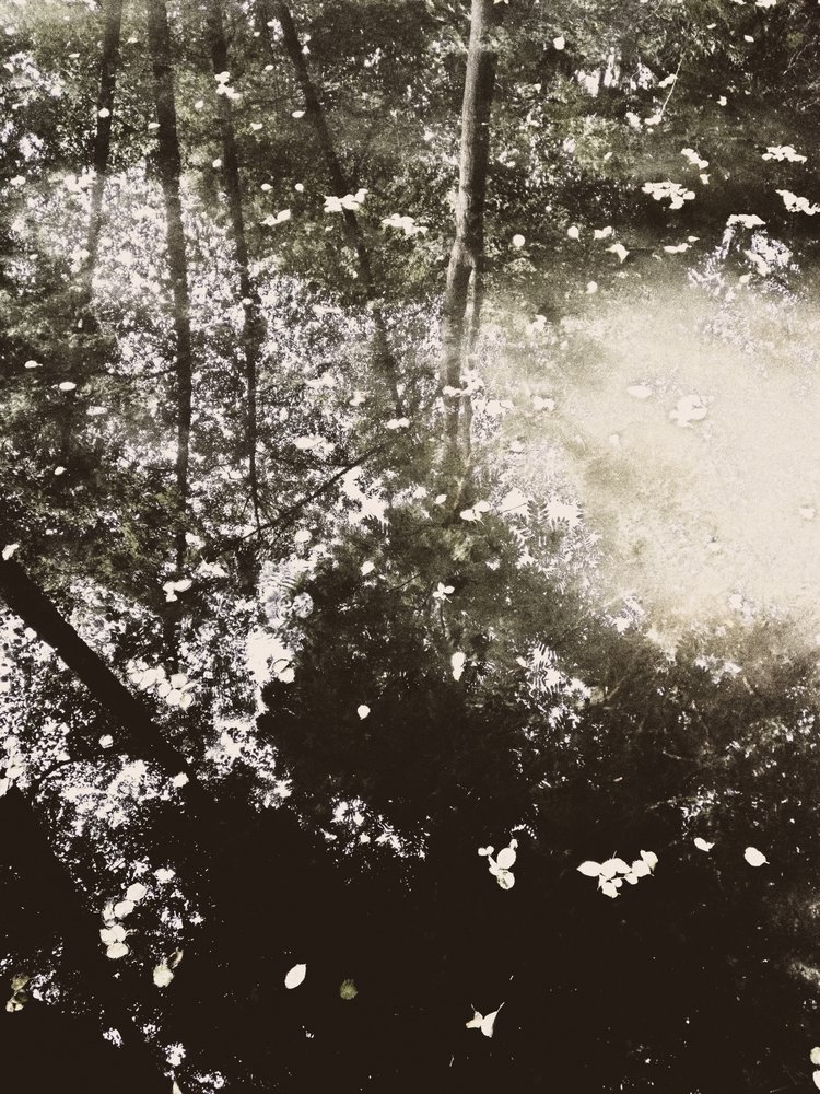 幻想的な森の陽光 作： 