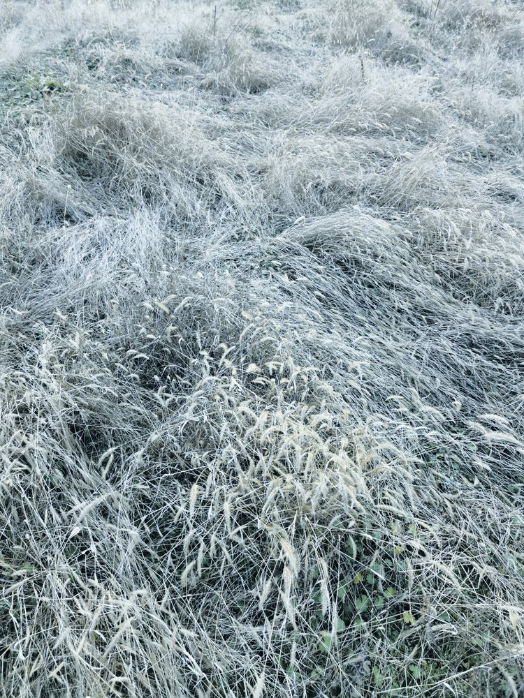 霜に覆われた冬の草 作： 