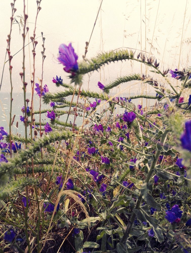 海に広がる紫の花 作： 