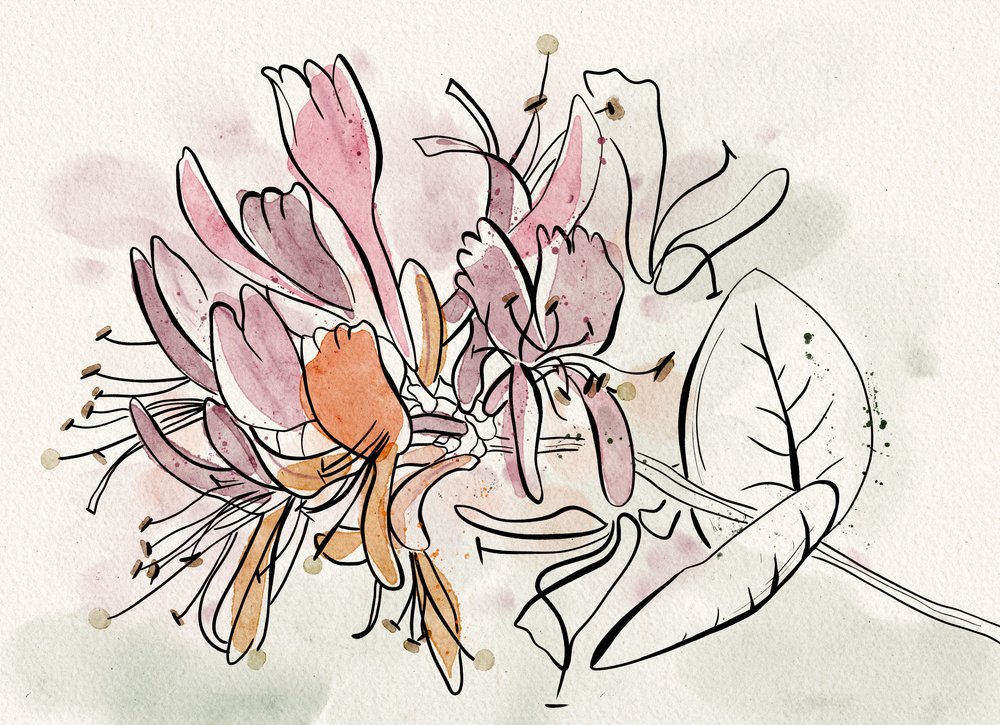 柔らかなスイカズラの花 作： 