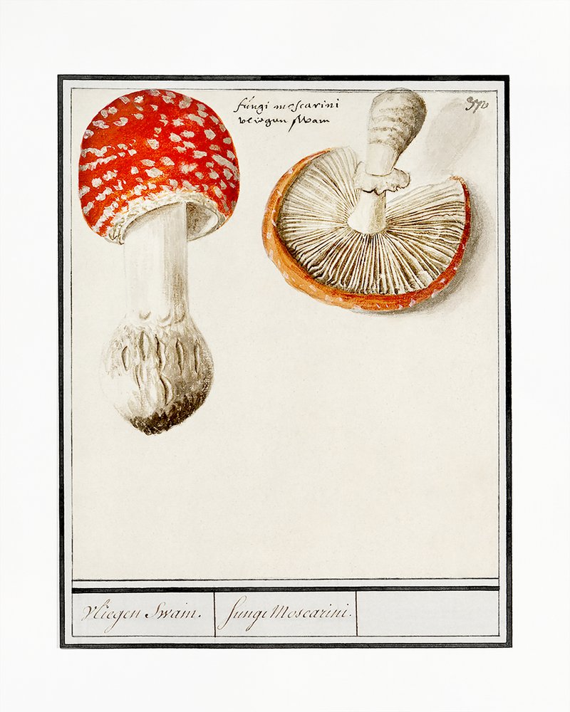 ベニテングタケ、Amanita muscaria 作： AnselmusBoëtiusdeBoodt