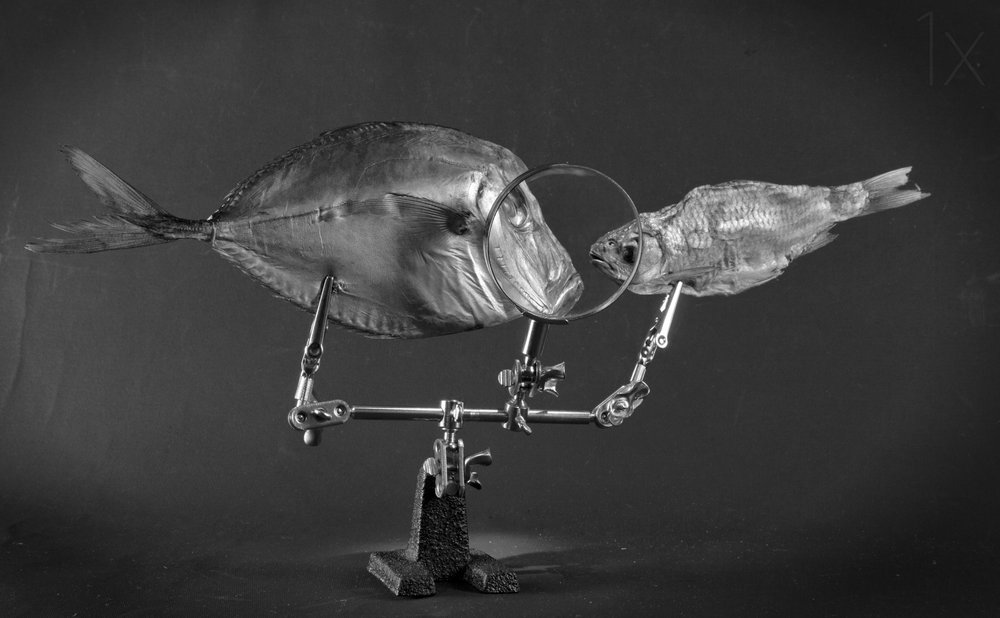 好奇心をそそる魚の習作 作： 