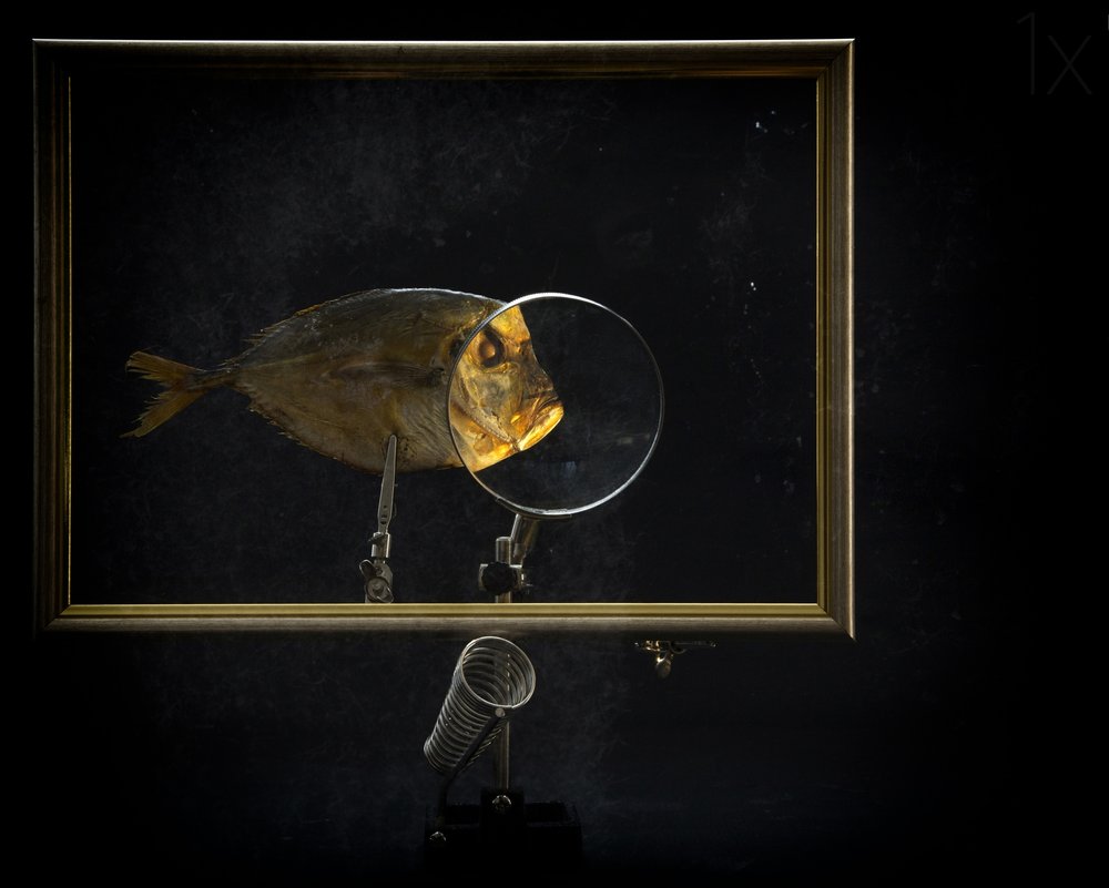拡大された魚の習作 作： 